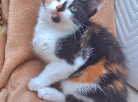 One little calico girl left