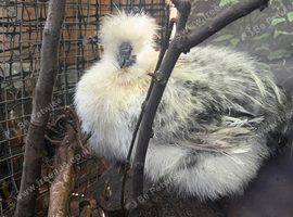 Silkie cockerel