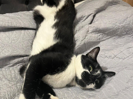 black and white friendly cat