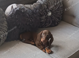 Miniature dachshund boy