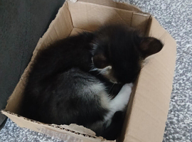 Ragdoll cross mainecoon