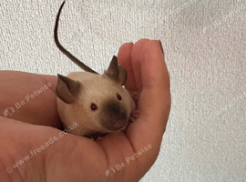 Fancy mouse: Siamese boy