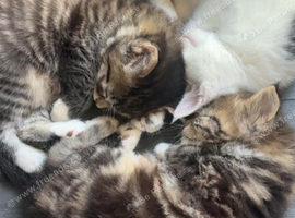 Kittens