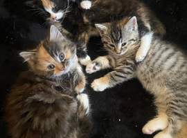 beautiful kittens for sale