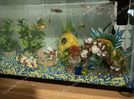 Fish and fish tank with accessories