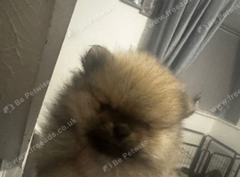 Beautiful KC Registered Pomeranian Puppies