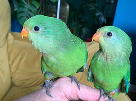 Hand reared baby superb parrot