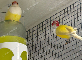 Gouldian finches