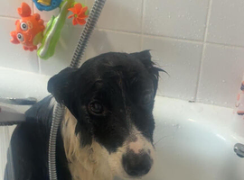 10 yr old collie looking for her forever home