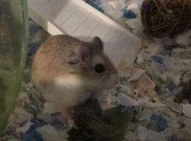 Hamster