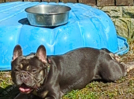French bull
