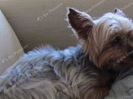 Miniature Yorkshire terrier