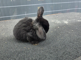 Male mini lop