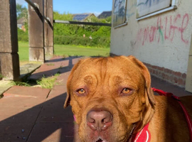 Dogue de Bordeaux mix (READ DESCRIPTION)