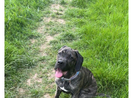 Puppy for sale