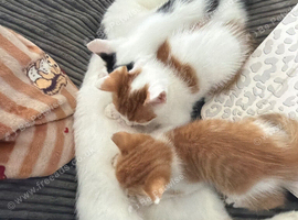 Kittens
