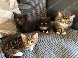 Beautiful kittens