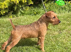 Red Lakeland now available for stud