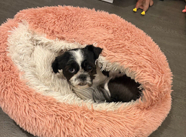 Beautiful imperial pure shih zue 2 year old blue skin girl