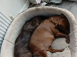 Patterdale terrier