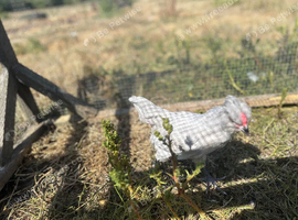 PURE LAVENDER COCKEREL