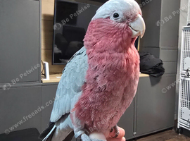Galah Cockatoo Hand Reared