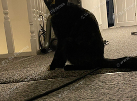 Beautiful cat for rehome