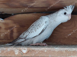 Variety of baby cockatiels ready now