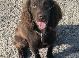 9 month old sprocker boy