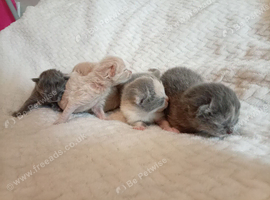 Beautiful BSH kittens