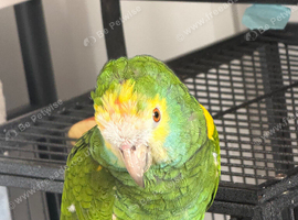 Amazon parrot