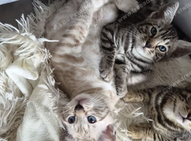 Silver bengal
