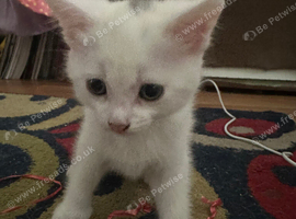 Calico and turkish van