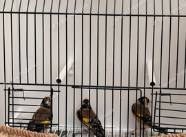 2 male goldfinches fit and healthy