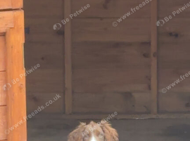 Cocker spaniel puppy
