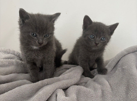 Half Russian blue and seal point ragdoll kittens