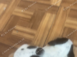 Selling a 9 week old puppy
