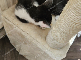 To female kittens available