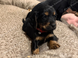 Cocker Spaniel puppies