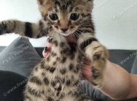 Mainecoon x bengal