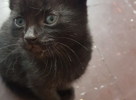 Cute 5‑week‑old kitten &mdash; ready for a new home in 3 weeks