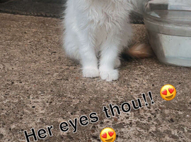 Little girl kitten
