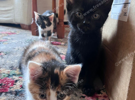 5 beautiful kittens available
