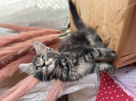 Maine coon kitten 3 girls left!!