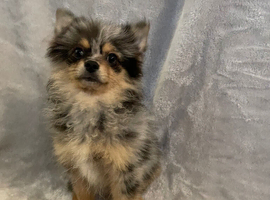 Blue Merle Female Pomeranian