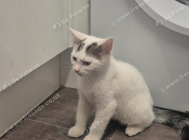Beautiful male kitten