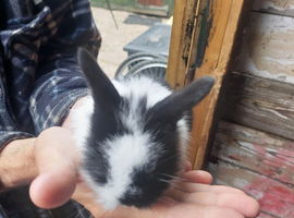 Baby lionheads