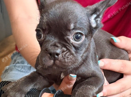 FRENCH BULLDOG PUPPIES FOR SALE FROM &pound;1800.