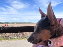 Miniature Lilac Jack Russell Female