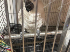 Lesser Sulphur-Crested Cockatoo